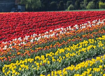 "Mała Holandia" w Polsce. Zachwyt turystów nie ma końca