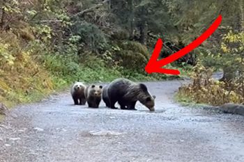 Ostrzegają turystów. Rodzina niedźwiedzi na szlaku. "Doszło do chaosu"