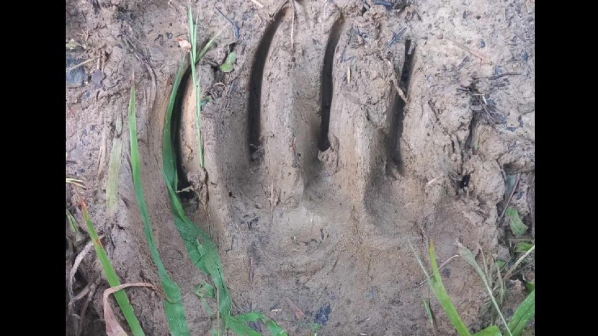 Leśnicy pokazali zdjęcie. Wiecie czyj to ślad? 