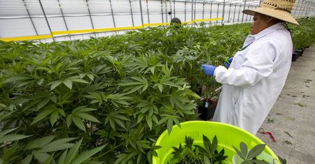 Kalifornia chce wyjść poza granice stanu z legalną marihuaną. Uderza w nią ta nielegalna