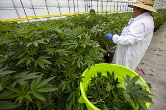 Kalifornia chce wyjść poza granice stanu z legalną marihuaną. Uderza w nią ta nielegalna