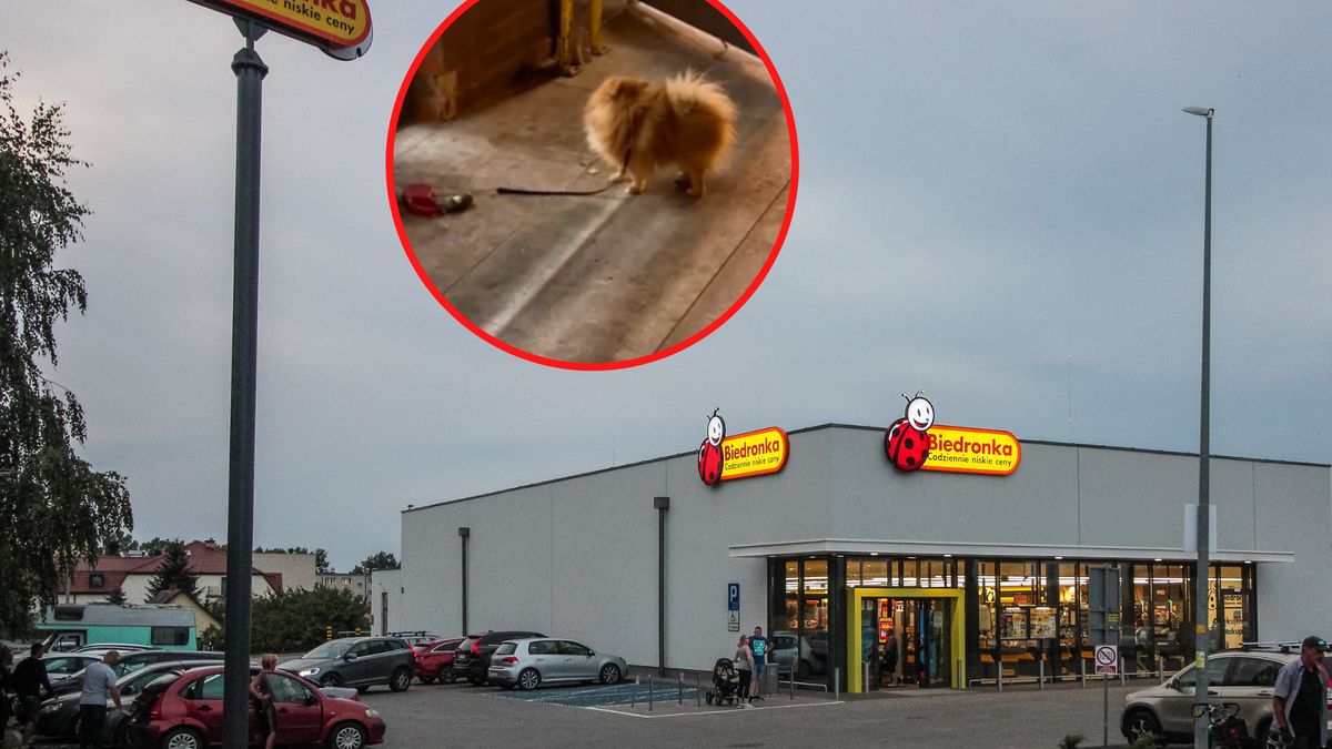 Zdezorientowany pies czekał przed Biedronką na swoją właścicielkę