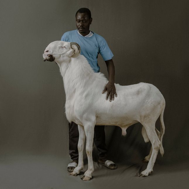 NDakarou, trzyletni baran Ladoum ze stada Haram Sagna, którego hodowcą jest Pape Diop. Jest synem Minke, który przy wzroście 120 cm był najwyższym Ladoum w Senegalu.