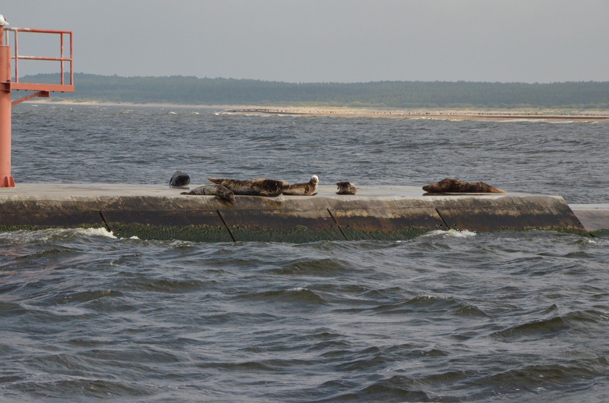 Foki wylegujące się na falochronie