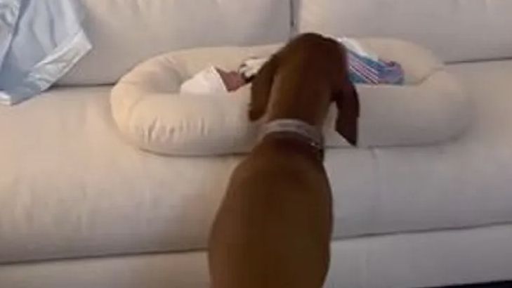 Powitali nowego członka rodziny. Wzruszająca reakcja psa