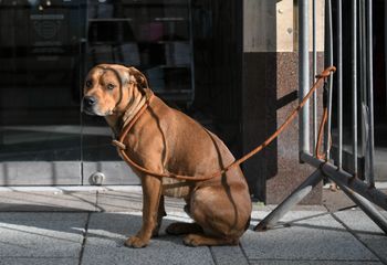 Nigdy nie zostawiaj psa pod sklepem. Kara może być bardzo surowa