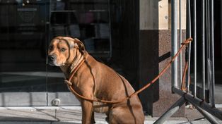 Nigdy nie zostawiaj psa pod sklepem. Kara może być bardzo surowa