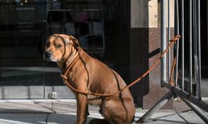 Nigdy nie zostawiaj psa pod sklepem. Kara może być bardzo surowa