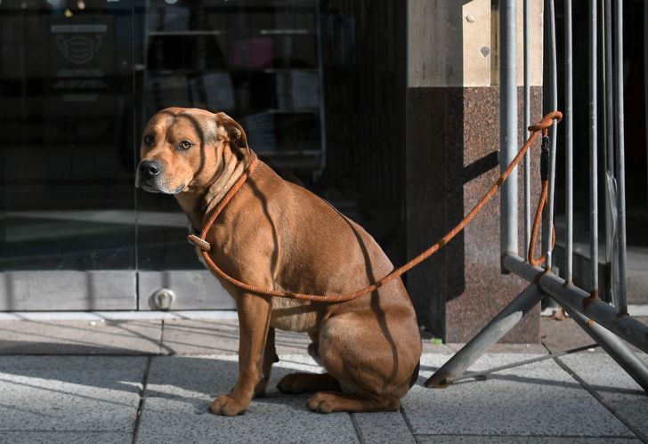 Nigdy nie zostawiaj psa pod sklepem. Kara może być bardzo surowa