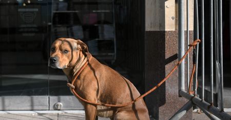 Nigdy nie zostawiaj psa pod sklepem. Kara może być bardzo surowa