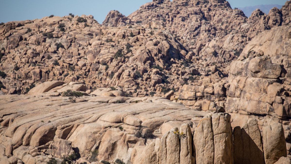 Owca gruboroga wtapia się w otoczenie