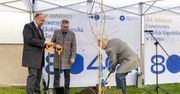 Bydgoszcz: Miłorząb japoński posadzono przed Collegium Medicum UMK