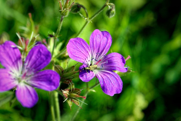 Kleszcze nie lubią geranium