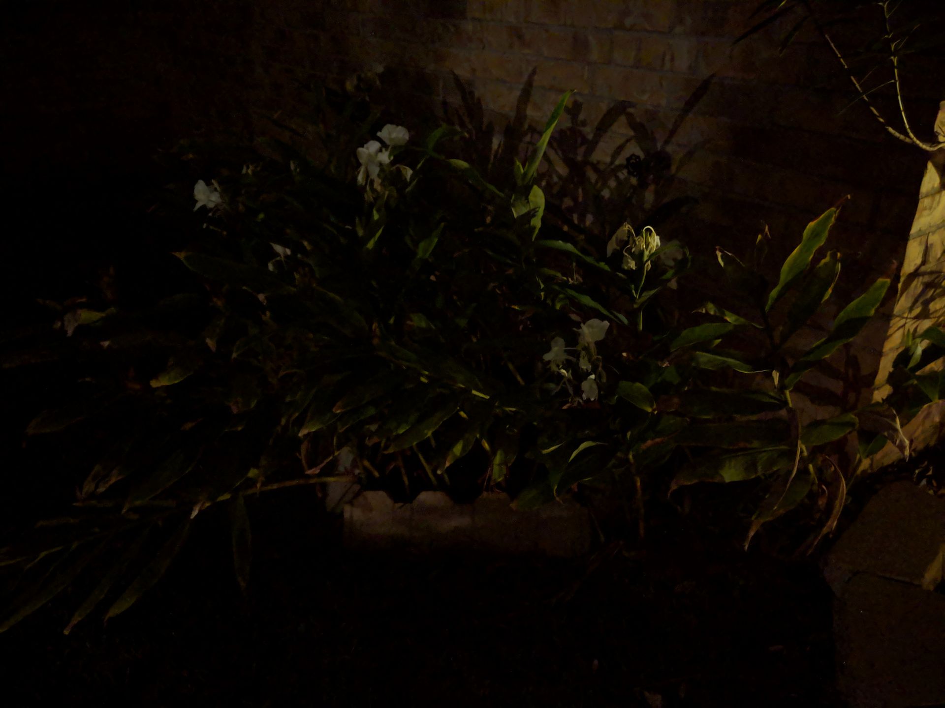 Night Sight Google'a naprawdę działa. To niesamowite, jak bardzo oprogramowanie jest w stanie poprawić jakość zdjęć nocnych 4