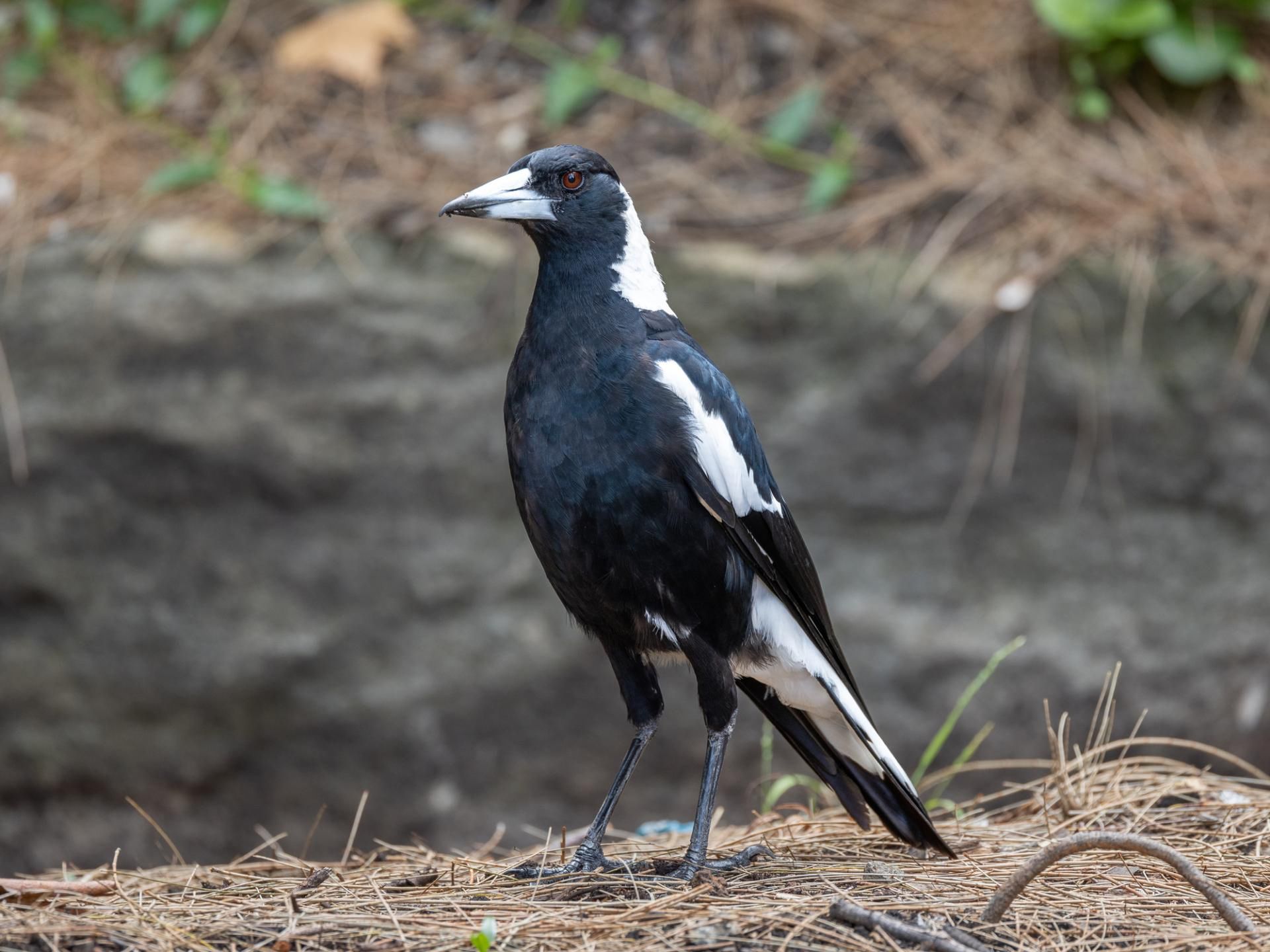 Dzierzbowron (Gymnorhina tibicen)