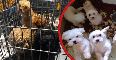 HORROR W HODOWLI POD KRAKOWEM! Psy w fekaliach, brak wody i okaleczony doberman – policja ujawnia szokujące fakty