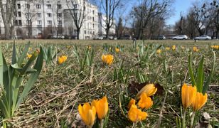 Pogoda na weekend. Słoneczny Noe przyniesie wiosnę