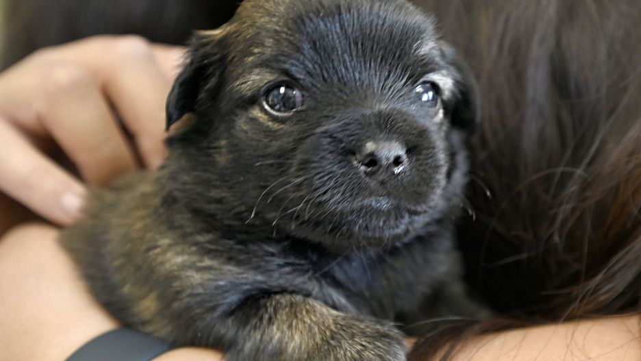 Long Beach, CA - March 31: The Long Beach Animal Care Services fights a constant battle for space to shelter dogs and cats. This puppy is currently being fostered with its siblings but will eventually be available for adoption. With a no-kill policy the  shelter needs more foster and forever homes for animals. On this day only three kennels were open and on average the center takes in eleven animals per day, in Long Beach on Friday, March 31, 2023. (Photo by Brittany Murray/MediaNews Group/Long Beach Press-Telegram via Getty Images)