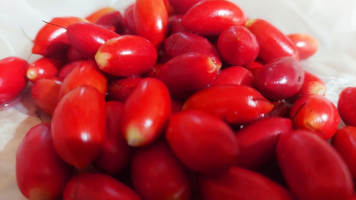 closeup view of a pile of miracle fruit
closeup view of a pile of miracle fruit
Anish  Punchayil sukumaran
amazon, beautiful, dessert, diet, fresh, green, health, healthy, herbal, miracles, round, sweet, tropical, vegetarian, wild