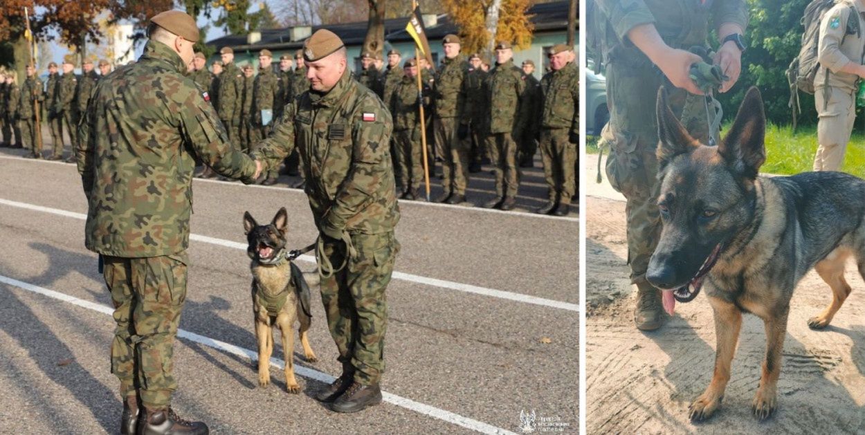 Pruszcz Gdański: Riko awansował! Pies z Pomorskiej Brygady OT został „starszym psem”