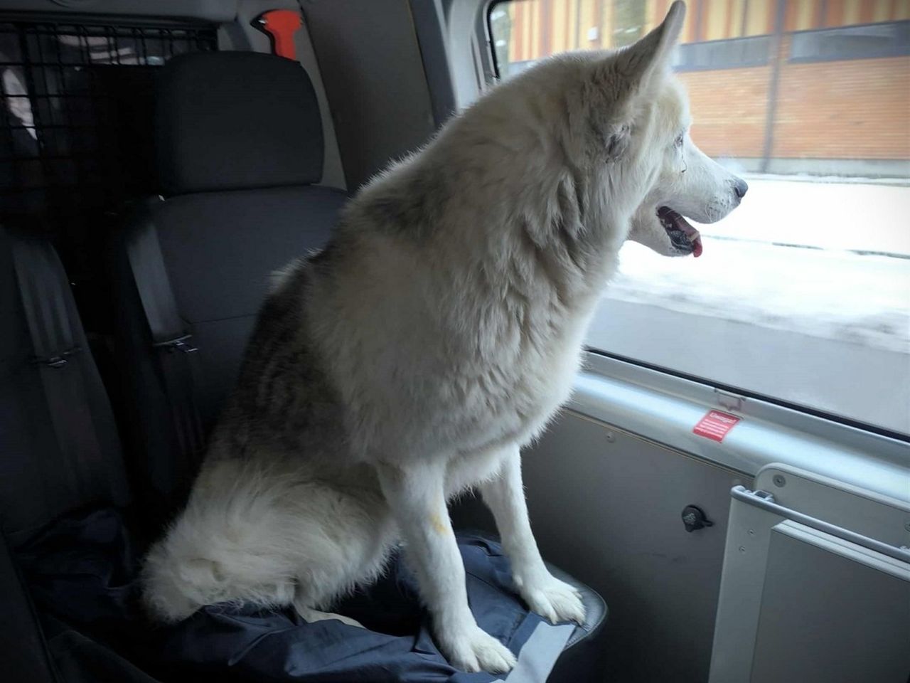 Pracownicy pociągu zauważyli nietypowego pasażera. Wezwali służby