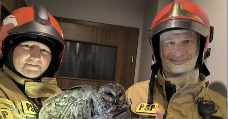 Sowa utknęła w kominie. Na pomoc ruszyli strażacy