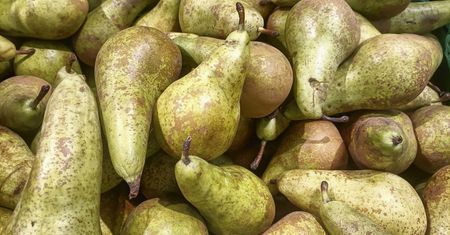 Polskie gruszki nareszcie w marketach. Oto ceny naszych owoców