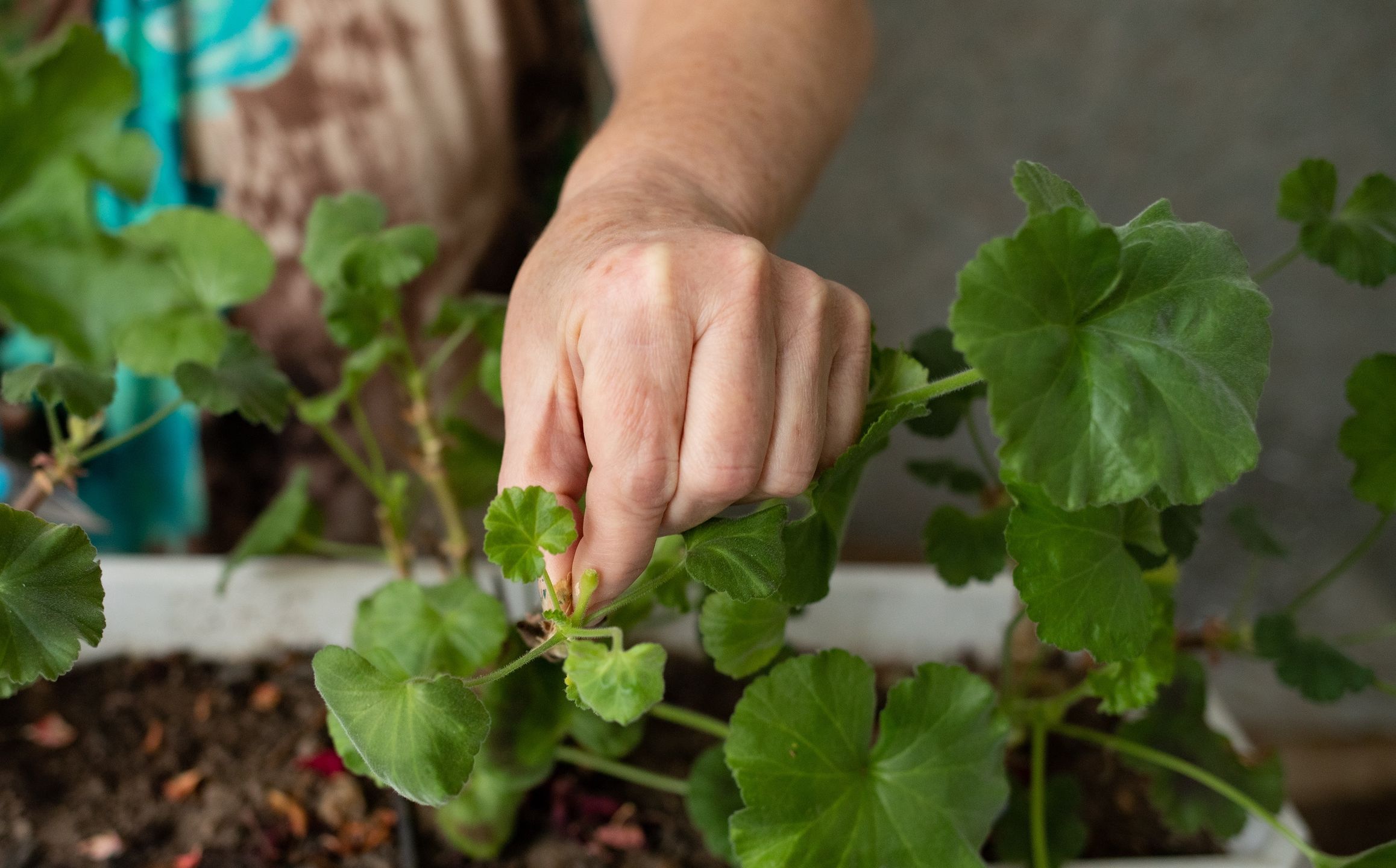 female hands with scissors trim a houseplant, flowers pelargonium, geraniumfemale hands with scissors trim a houseplant, flowers pelargonium, geraniumNatalia Natalia