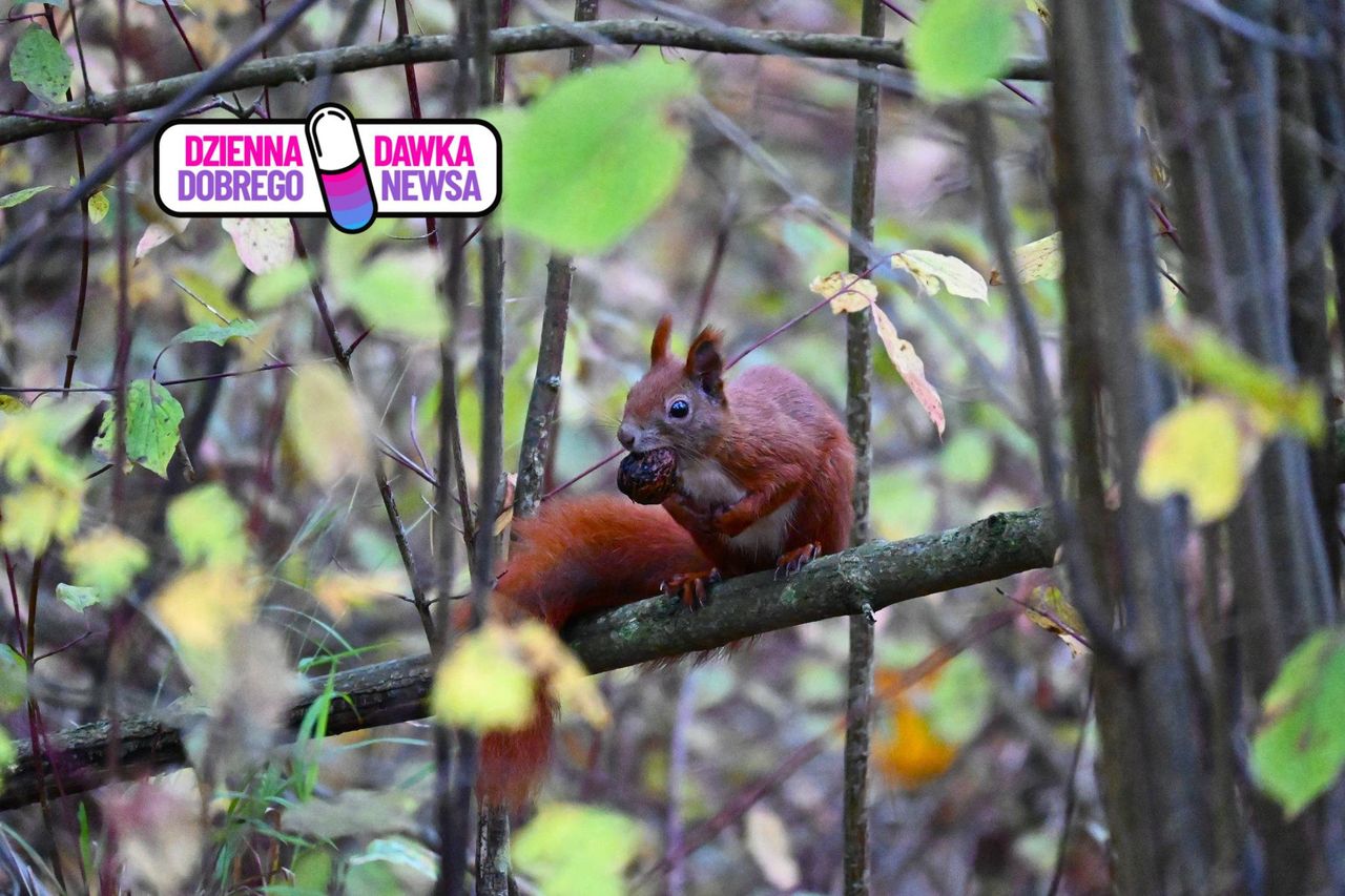 Mają kiepską pamięć. I to jest dobra informacja