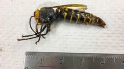 Szerszeń azjatycki w USA. Morderczy owad po raz pierwszy złapany w pułapkę
