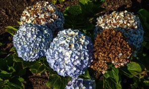 Dlaczego kwiaty hortensji brązowieją? To najczęstsza przyczyna