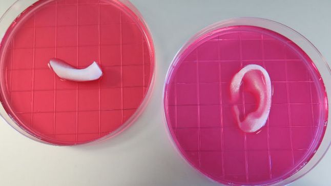 Ucho i fragment kości z drukarki 3D