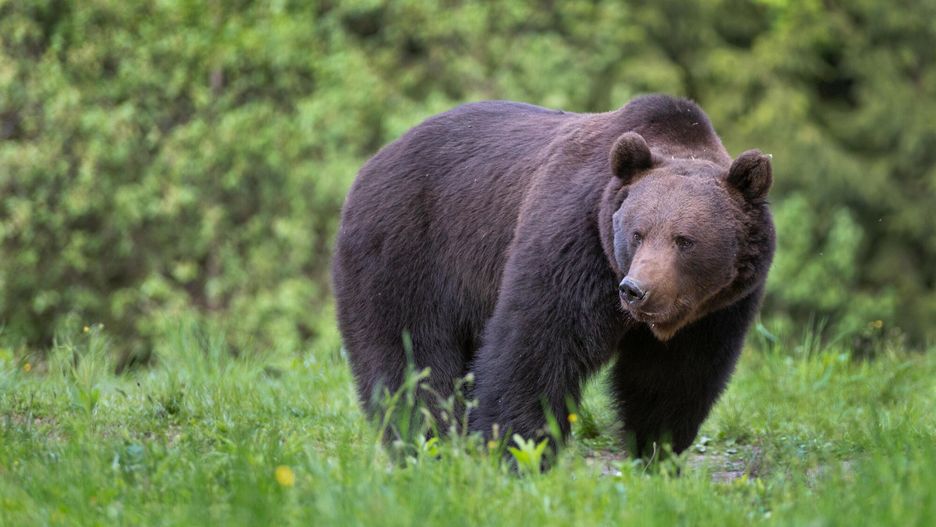 reporter_baza_2023-05
24.05.2023 Karpaty. Niedzwiedz brunatny (Ursus arctos). Mateusz Kotowicz/REPORTER
Mateusz Kotowicz/REPORTER