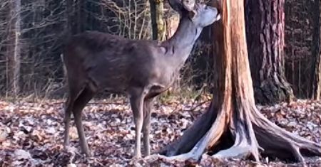 Sarna nagrana w lesie. Leśnicy tłumaczą, co robi zwierzę