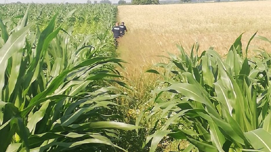 Burzyn. "Buszujący w zbożu". Tego policja się nie spodziewała 