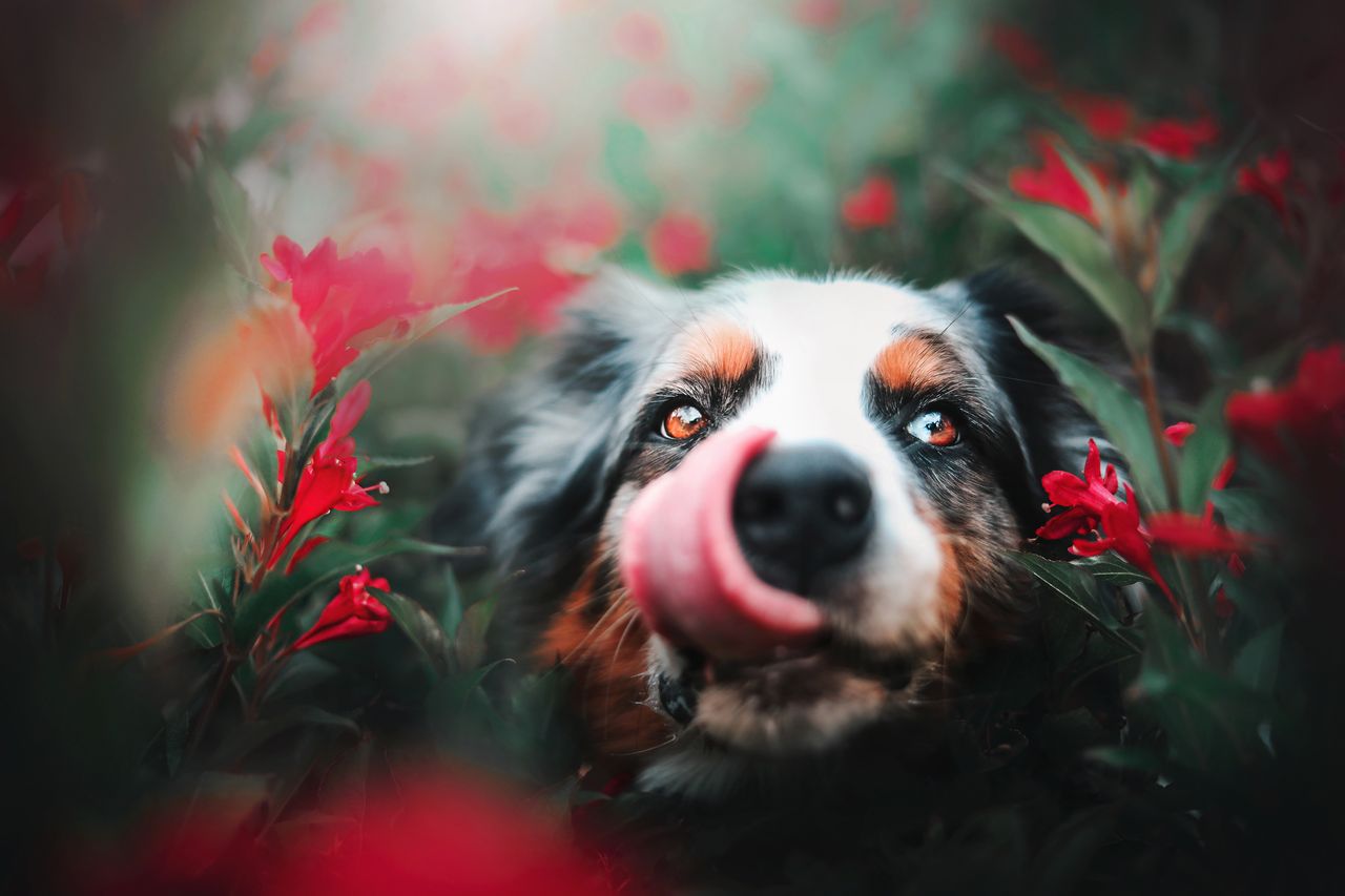 Kristýna Kvapilová kocha psy - fotografuje je i gra z nimi we frisbee