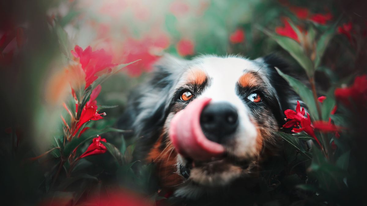 Kristýna Kvapilová kocha psy - fotografuje je i gra z nimi we frisbee 1