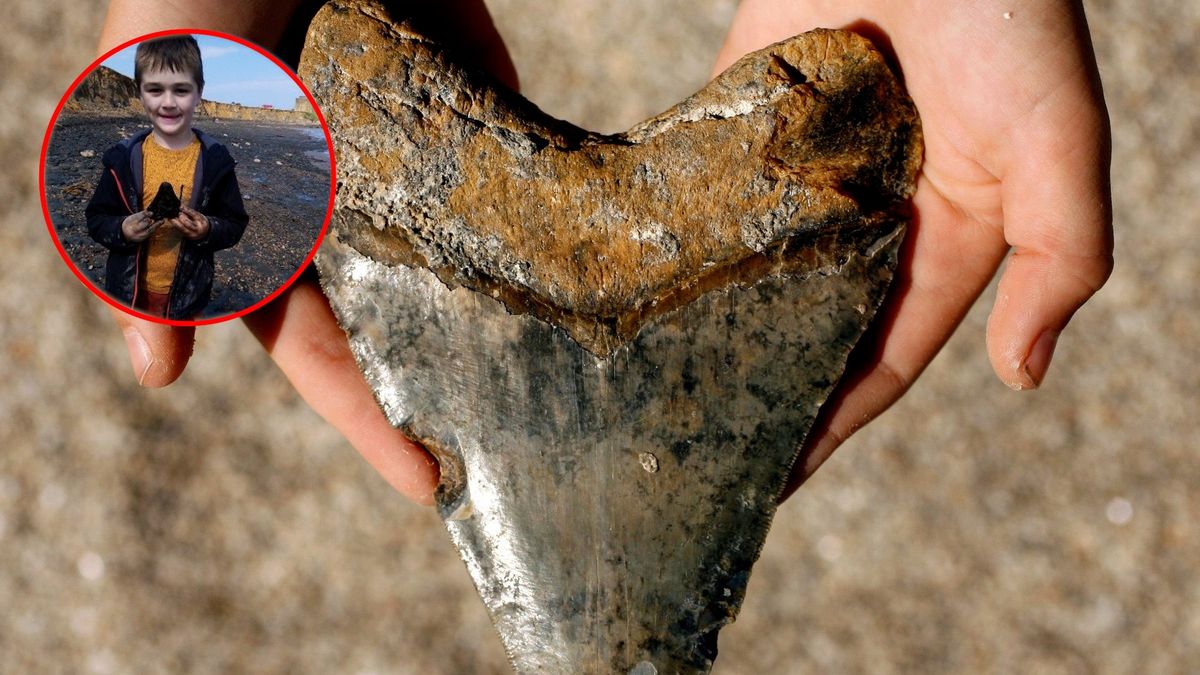 Odnaleziony ząb megalodona może mieć nawet 20 milionów lat. 
