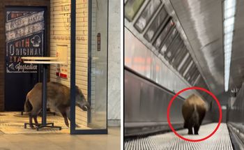 Dzik zablokował ruch. Sceny w węgierskim metrze. Jest nagranie