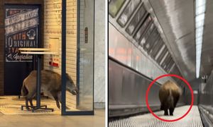 Dzik zablokował ruch. Sceny w węgierskim metrze. Jest nagranie