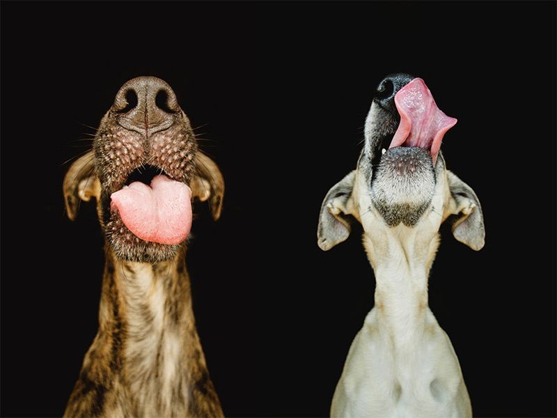 Pełne ekspresji portrety psów Elke Vogelsang 6