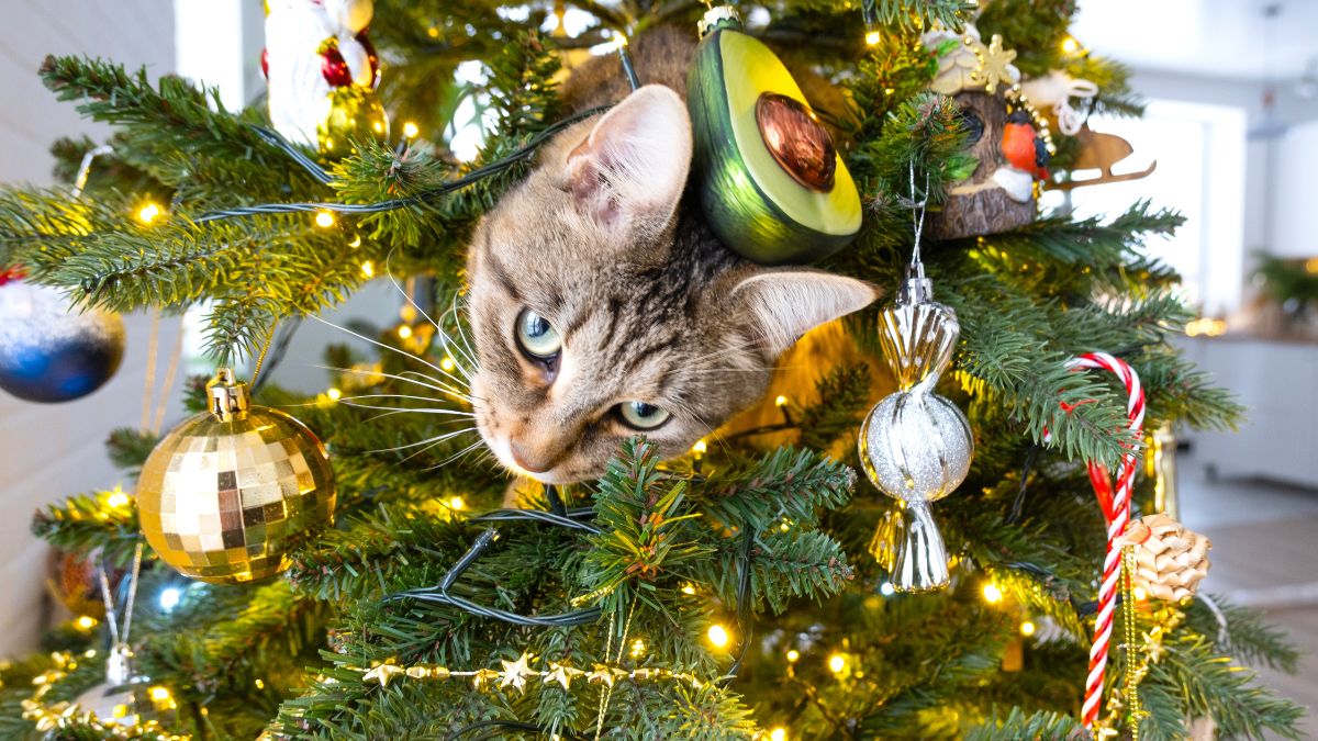 Kot wspina się na choinkę.