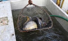 Krotoszyn. Zabijał karpie, nie ogłuszając ryb. Sąd zmienia wyrok