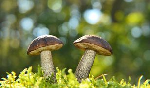 Pierwszy taki dom na świecie. Zostanie wykonany z grzybni