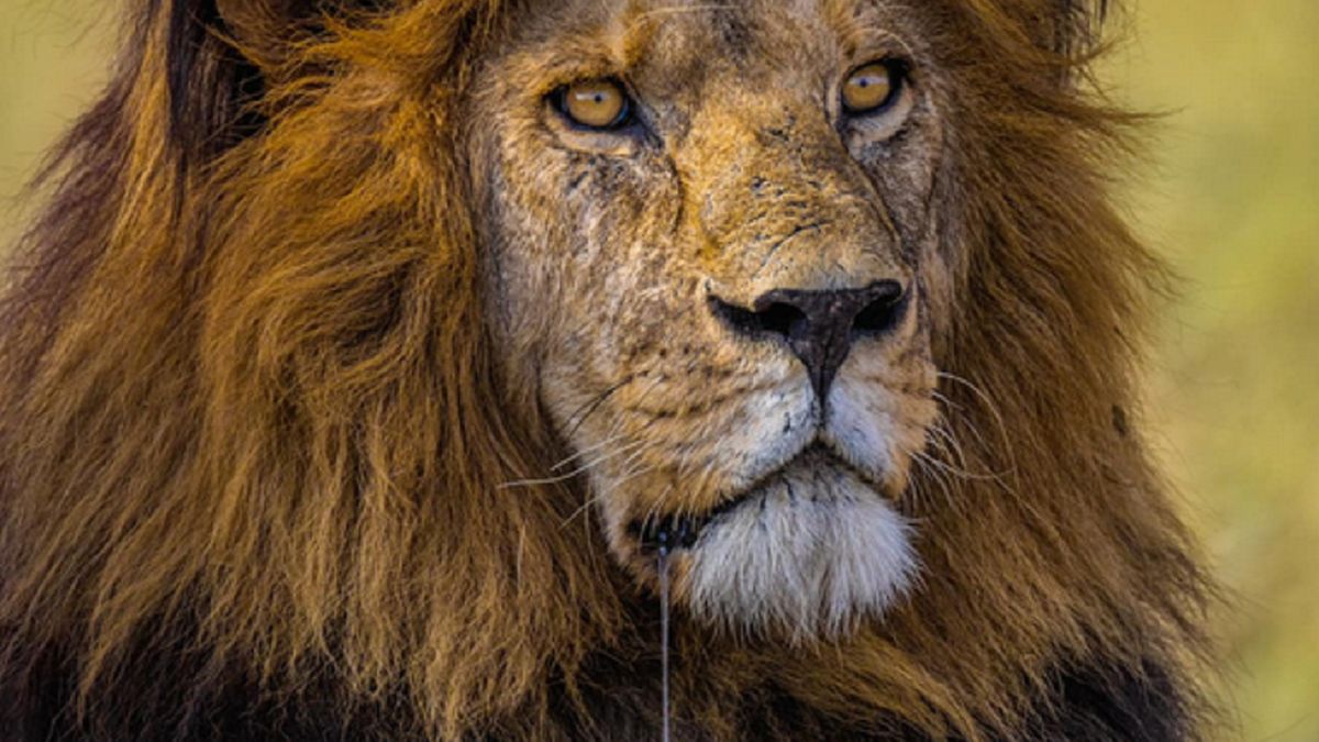 Lew został zabity przez swoich rywali.