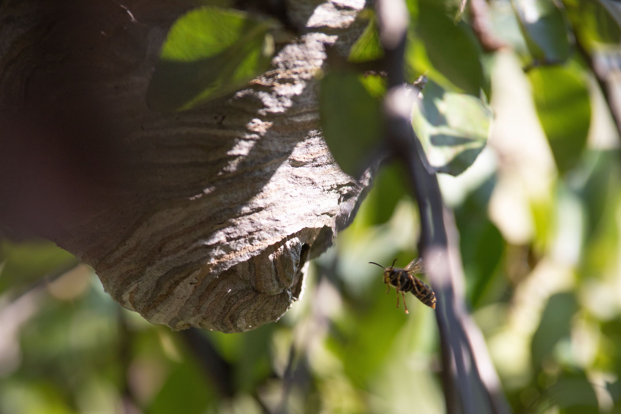motyl, insekt, charakter, zwierzak, feuille, lato, makro, czarna, jardin, kwiat, braun, drzew, beuty, dzika natura, osy, grusza, gniazdo, owady, insekty, dom dla os, natura, bzykanie, ogród, las