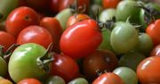 Zielone pomidory – czy można i warto je jeść?