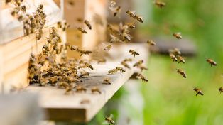 Dla Pszczół w Gomunicach. Był bieg oraz spacer z okazji Światowego Dnia Pszczół