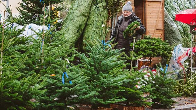 Ceny choinek. Gdzie (i za ile) kupić wymarzone drzewko?