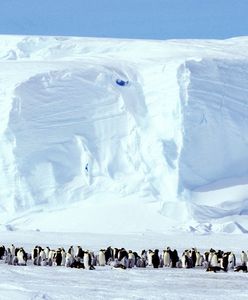 Złe informacje z Antarktydy. Obecność wirusa potwierdzona
